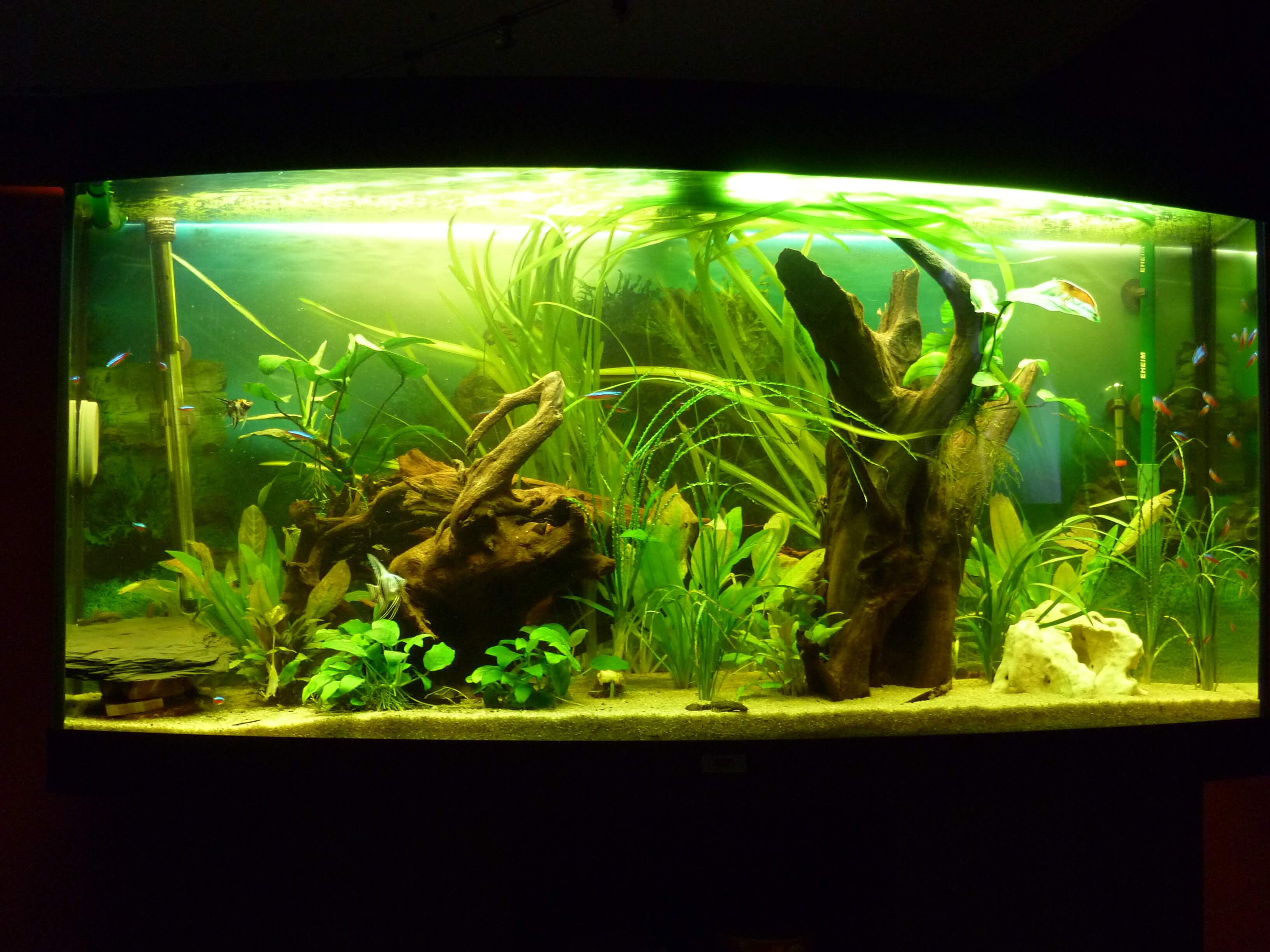 Projekt 50